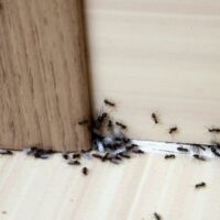Household ants