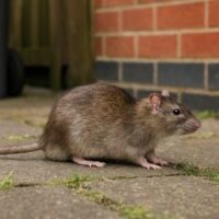 Rats